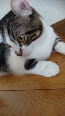 N66Nyx's profile picture. 2019年♡ドラポに復帰♡♡ｗｗｗ( *¯ㅿ¯*)  モンストも楽しー♡♡ただいま4匹にゃんこのฅ(=･ω･=)ฅお母さんฅ*•ω•*ฅ♡