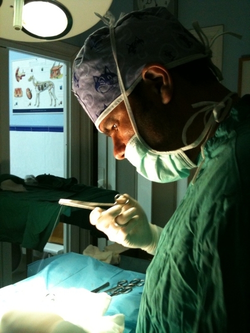 Veterinarian/veterinario