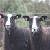 Tom Gilman (@rutlandagric) Twitter profile photo Tom Gilman (@rutlandagric) Twitter profile photo