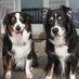Bourbon and Rye (@_bourbonandrye) Twitter profile photo Bourbon and Rye (@_bourbonandrye) Twitter profile photo