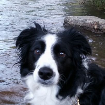 TheArtofEnzo's profile picture. Named After the Main Character in the NYTs Best Selling Book “The Art of Racing with ENZO”.  Politically Progressive, Sensitive & Compassionate + a Frisbee Nut!