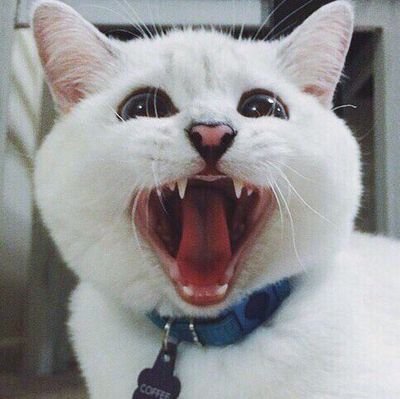 a3e88927bf3443e's profile picture. 