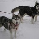 Sue Weaver - @itsatree - Twitter