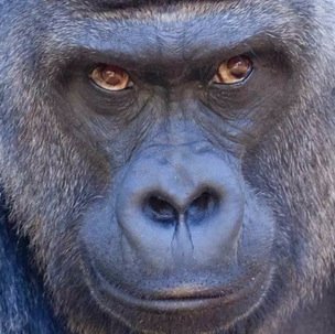 brutas mighty ape search more ape before lonesome swallow brutas whole