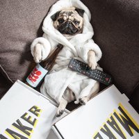Helmut Newton (@helmutthepug) 's Twitter Profile