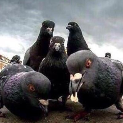 THE HATOPOPPO (@THE_HATOPOPPO8) / Posts / X