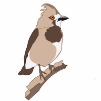 BellbirdBirdingTours (@birdstours) 's Twitter Profile Photo BellbirdBirdingTours (@birdstours) 's Twitter Profile Photo