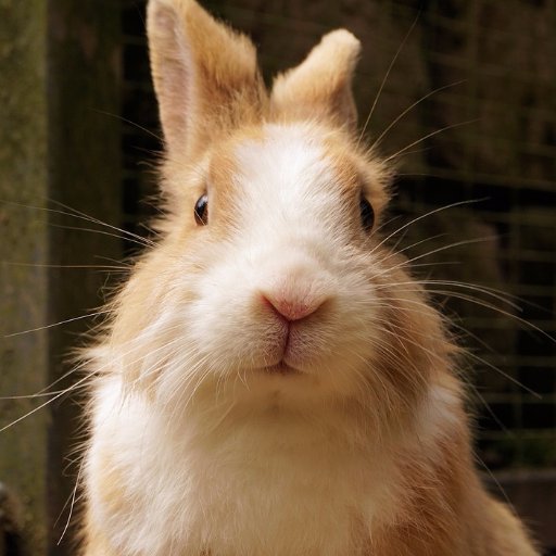 TheBettingBunny's profile picture. Betting tips account