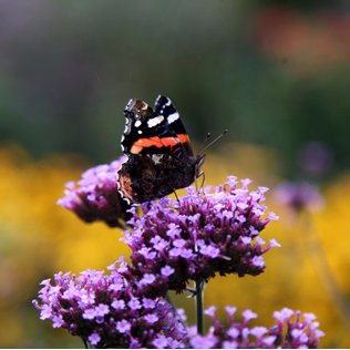 Open for viewing on Sunday 28/07/2024. With parking and guides to give horticultural advice and over an acre of organic unusual vegetables varieties.