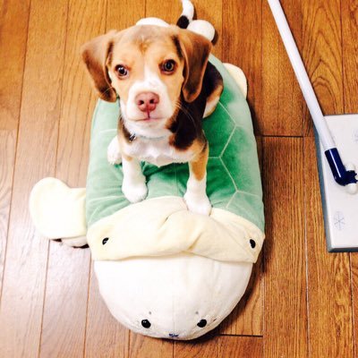 akuma_maronn's profile picture. マロンさんとミィちゃんの記録。 花と動物が好きです。