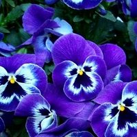 blanche (@blanche_parfum) Twitter profile photo