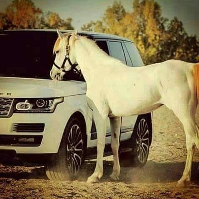 Punjabi Music