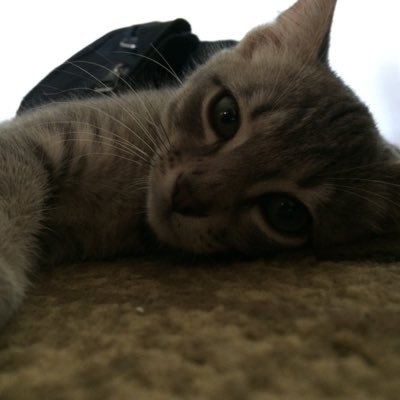 dbethel77's profile picture. MMA NFL College Football Sports