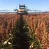 dburner996's profile picture. Very average but ethical and sustainable grain producer, Darling Downs, Qld. Markets. Analysis.