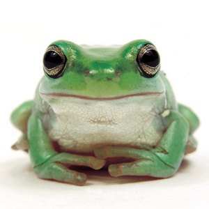 Love Scott is a full-service marketing communications company. So, what IS with the frog anyway?
