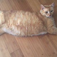 Real Frat Cat (@realfratcat) 's Twitter Profile