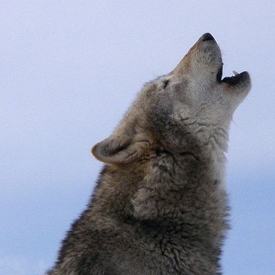 WolvesInAction's profile picture. 