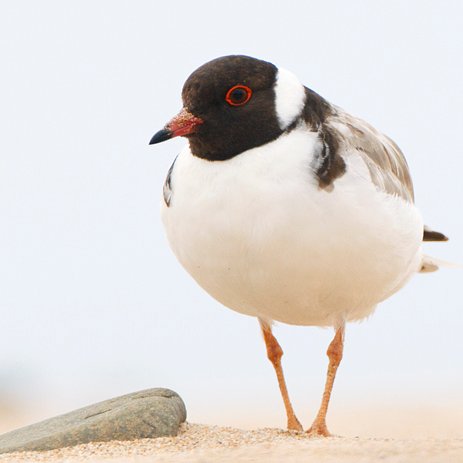 @BirdlifeOz's Hooded Plover Recovery Project which began in 2006, focusing on Research, Education and On-ground Actions #PloverAppreciationDay