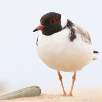 Hooded Plover(@birdlife_hoodie) 's Twitter Profile Photo