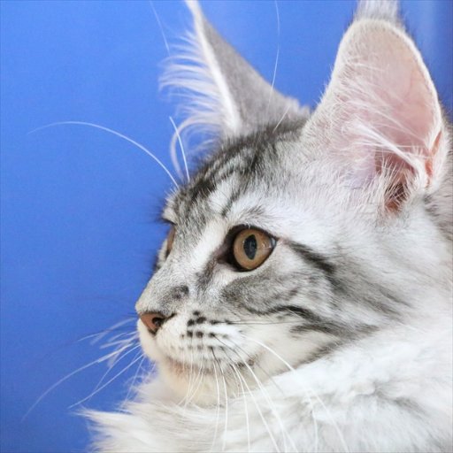 都内でメインクーンの子猫を、ブリードしています。 アメブロで「メインクーンキャッテリー東京オノクーン」を毎日UPしています。 可愛い子猫の動画、写真を盛りだくさんUPしています。 メインクーンの子猫が欲しい方の、ご連絡お待ちしております。