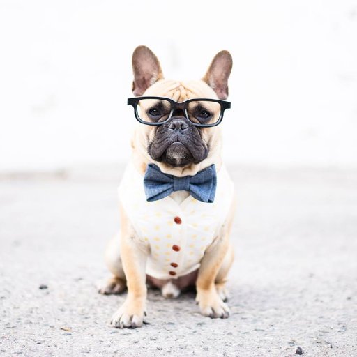 French Bulldog 🐶
Instafamous ⭐
Naps, Farts, Food, Fashion 👌
Boss of 2 dobermans + 1 cat 🐺