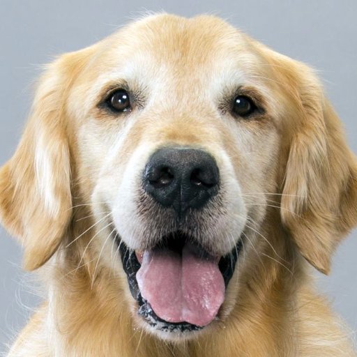 I'm just a friendly Golden Retriever wondering who are the best writers that portray their character. No harm please.