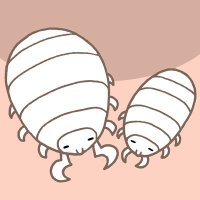えどです@生物&ポケモン【子育て中】 (@7110_edodes) 's Twitter Profile
