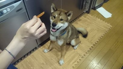 四国犬小鐵 Kotetumikawa Twitter 四国犬小鐵 Kotetumikawa Twitter