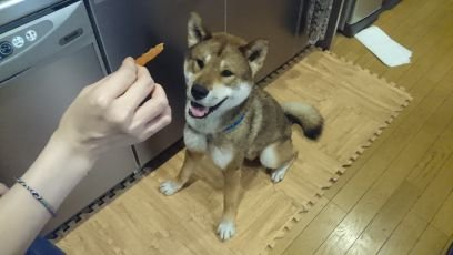 四国犬小鐵 Kotetumikawa Twitter