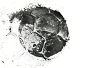 mitschmackes's profile picture. Die Hoffnung stirbt in der Nachspielzeit (Rob Alef)