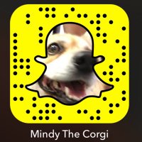 Mindy the Corgi(@MindyTheCorgi) 's Twitter Profile Photo