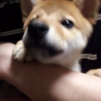 ãã°ããã (@shiba_lawyer226) 's Twitter Profile Photo ãã°ããã (@shiba_lawyer226) 's Twitter Profile Photo