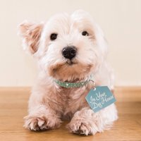 InYourDogHouseGifts(@IYDHgifts) 's Twitter Profile Photo