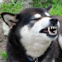 asagi@競馬はお遊び、ボートとオートの収支が行ったり来たり……さんのプロフィール画像
