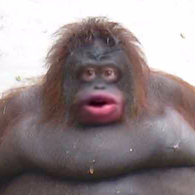 monkememe's profile picture. Le monke