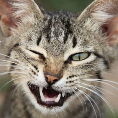 All-natural cat toys, hand-crafted in the USA. The secret to a relaxed & happy cat. Green. Eco-friendly. Captivating.