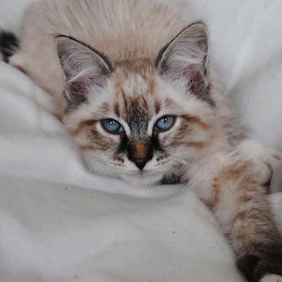 I post more on Instagram - follow @charlieinberlin on Insta 📸             Neva Masquerade Siberian Cat #catsoftwitter