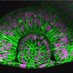 Kristen Kwan Lab (@kwantourage) Twitter profile photo Kristen Kwan Lab (@kwantourage) Twitter profile photo