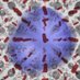 limmerlab (@limmerlab) Twitter profile photo limmerlab (@limmerlab) Twitter profile photo