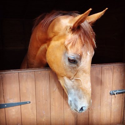 Small,family run yard specialising in rest and rehab for horses in training needing a break or recovering from injury. 
Home from home dog boarding & daycare