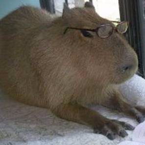 I'm a Capybara. I live at the High Park Zoo, I escaped with my gal Bonnie. We were captured!! I was born to be wild. #Capybara #Toronto #CapybaraWatch #LetMeOut