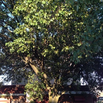 A tree. Grand Dame of Brunswick Street. I live on water and wine. #TreeSpeech https://t.co/AfngHxeCzt