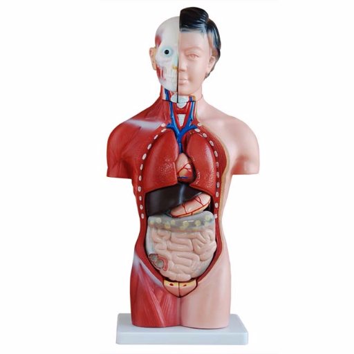 Welcome to APPLAM. We are a Arkansas based supplier of Anatomical Models, Human Skeleton Models, Life Size Human Skull Models, Human Spine Models, and More.