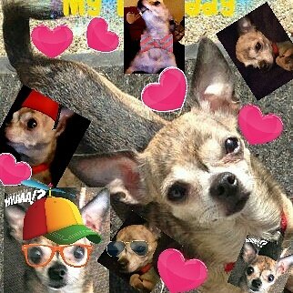 AKC Chihuahua breeding service, (stud service)