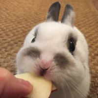 ちょっと顔が長いすず (@suzu_mofmof) 's Twitter Profile Photo ちょっと顔が長いすず (@suzu_mofmof) 's Twitter Profile Photo
