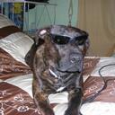 phillip ellis - @dogchesse88 - Twitter