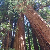 Lisa Cameron (@lcameron73) 's Twitter Profile