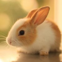 Rabbit Videos(@RabbitVideos) 's Twitter Profile Photo