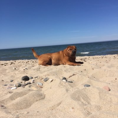I am the most beautiful dog. QIWI 79218524840, https://t.co/jDp16dttBe, Bitcoin 19ouduezaoBqTeqpEVMMvUuBJTXQjVkG9b,
