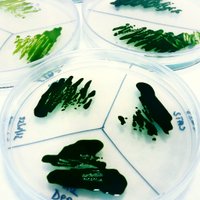 Crespo lab (@chlamyautophagy) 's Twitter Profile Photo Crespo lab (@chlamyautophagy) 's Twitter Profile Photo